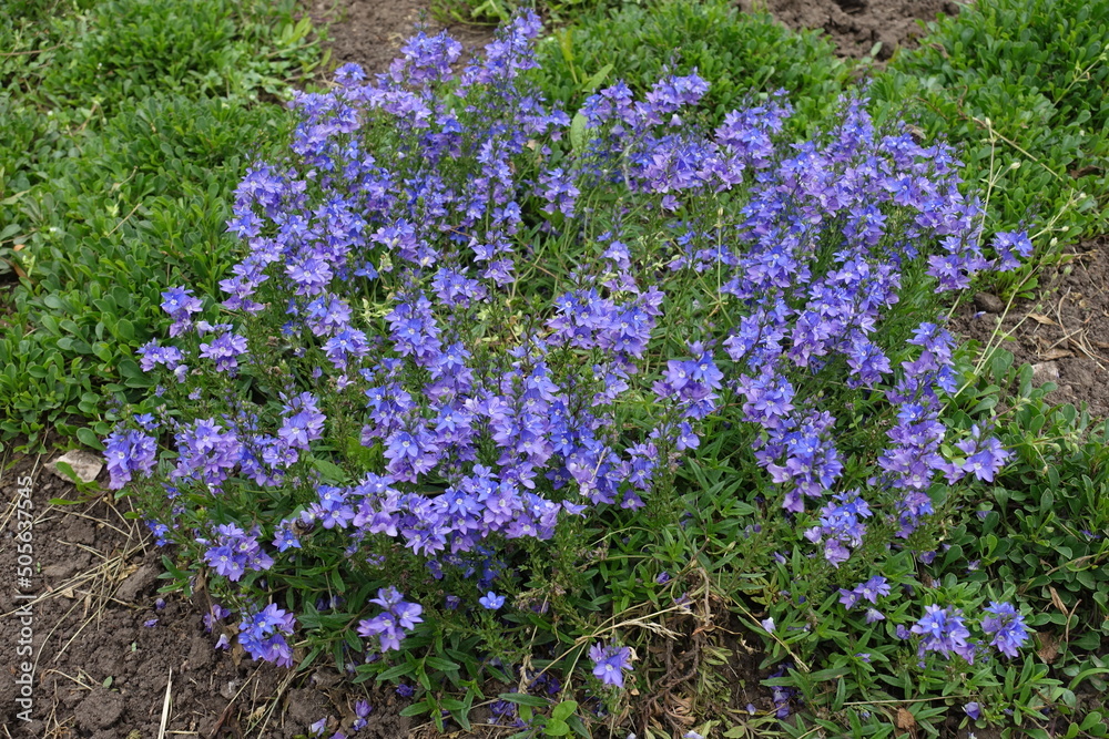 Naklejka premium Numerous blue flowers of prostrate speedwell in June
