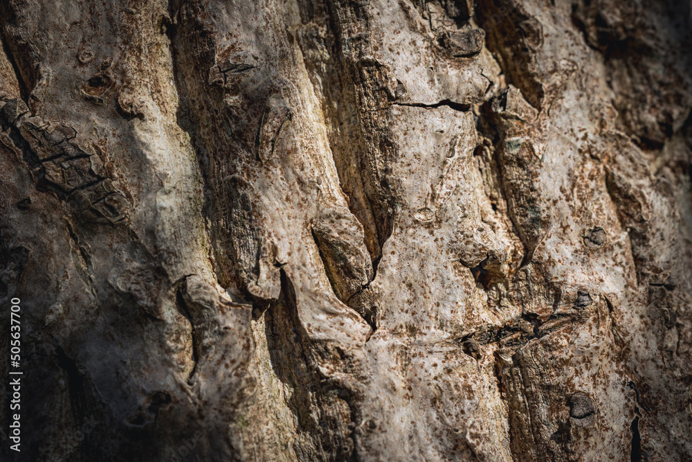 Juglans regia tree commonly called Common walnut Juglans regia tree commonly called Common walnut