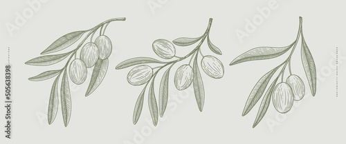 Set of hand-drawn branches with fruits of the olive tree. Olives in engraving style on an isolated background. Vector illustration for beauty studio, organic cosmetics, spa, shop.