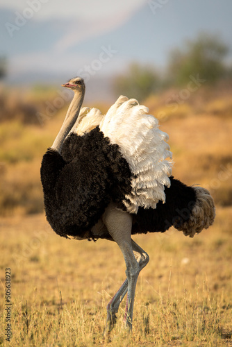 Male ostrich displaying his plummage Fototapeta