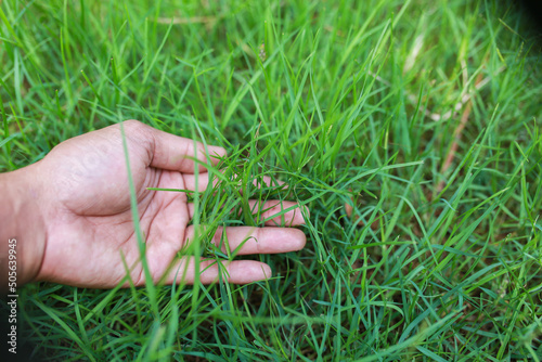 Close-up off a man touch green grass measured with hand.	