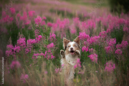 dog in pink colors. Smart Border collie in nature