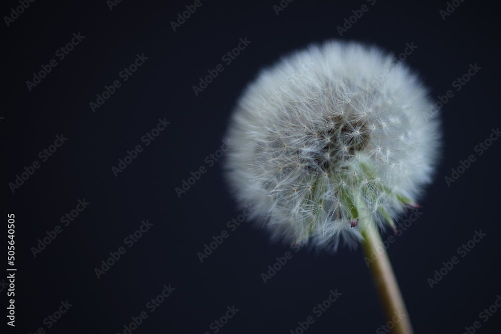 Fluffy dandelion flower on black wall background, copy space Fluffy dandelion flower on black wall background, copy space