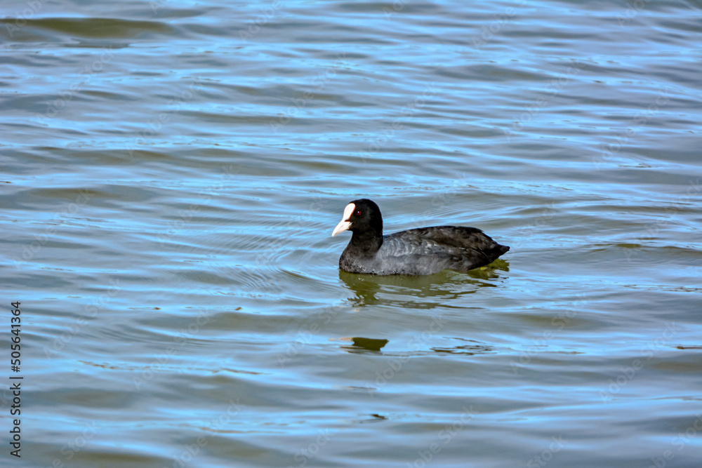 Common coot Fulica Atra swimming in the pond Common coot Fulica Atra swimming in the pond