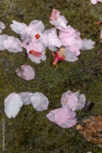 flowers on the rocks