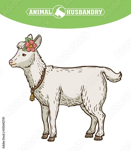 Goat portrait with floral wreath and bell on the neck, animal husbandry, hand drawn illustration