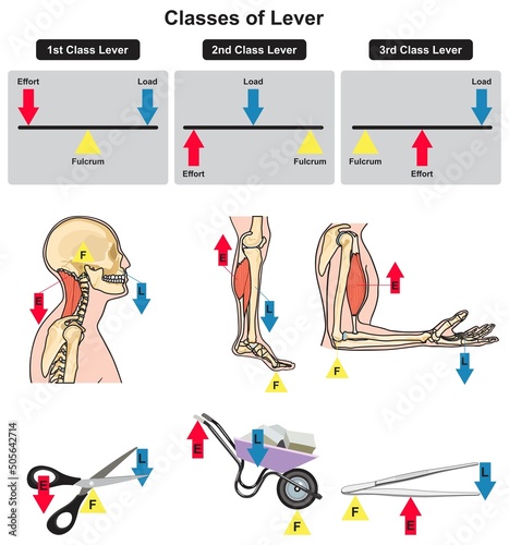 Classes of lever infographic diagram for physics science education example types human body muscles scissors wheelbarrow tongs  parts fulcrum load effort chart cartoon vector drawing illustration 