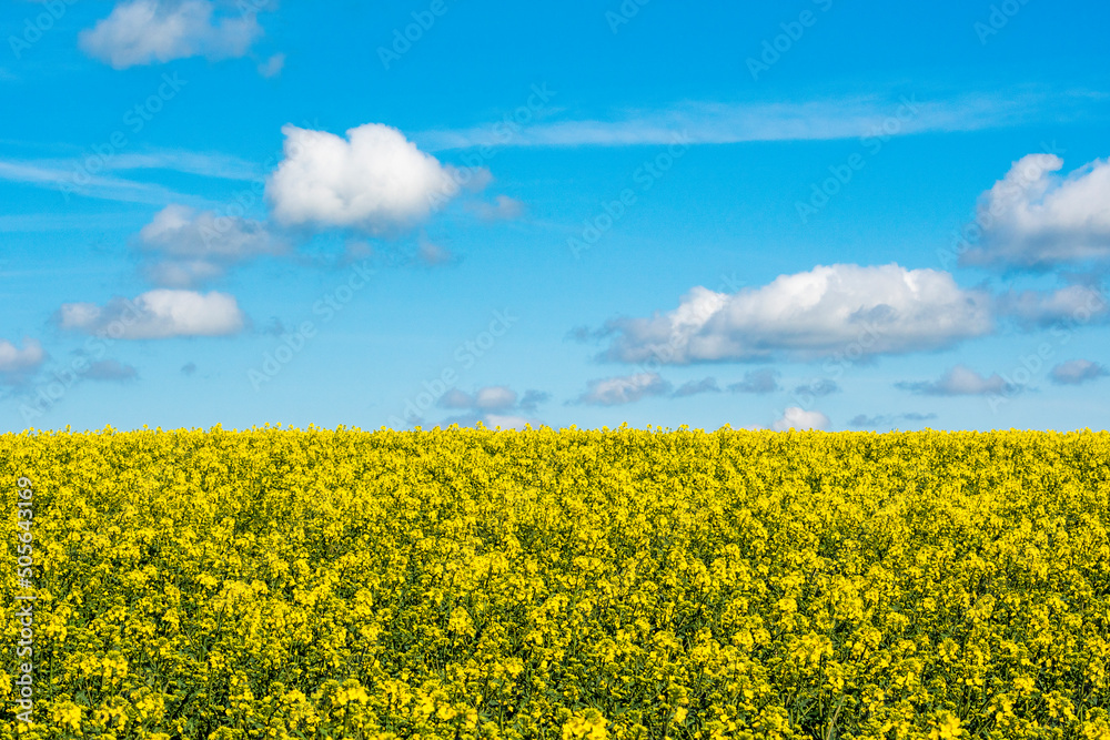 Oilseed rape, rapeseed field flowering in farmland in countryside