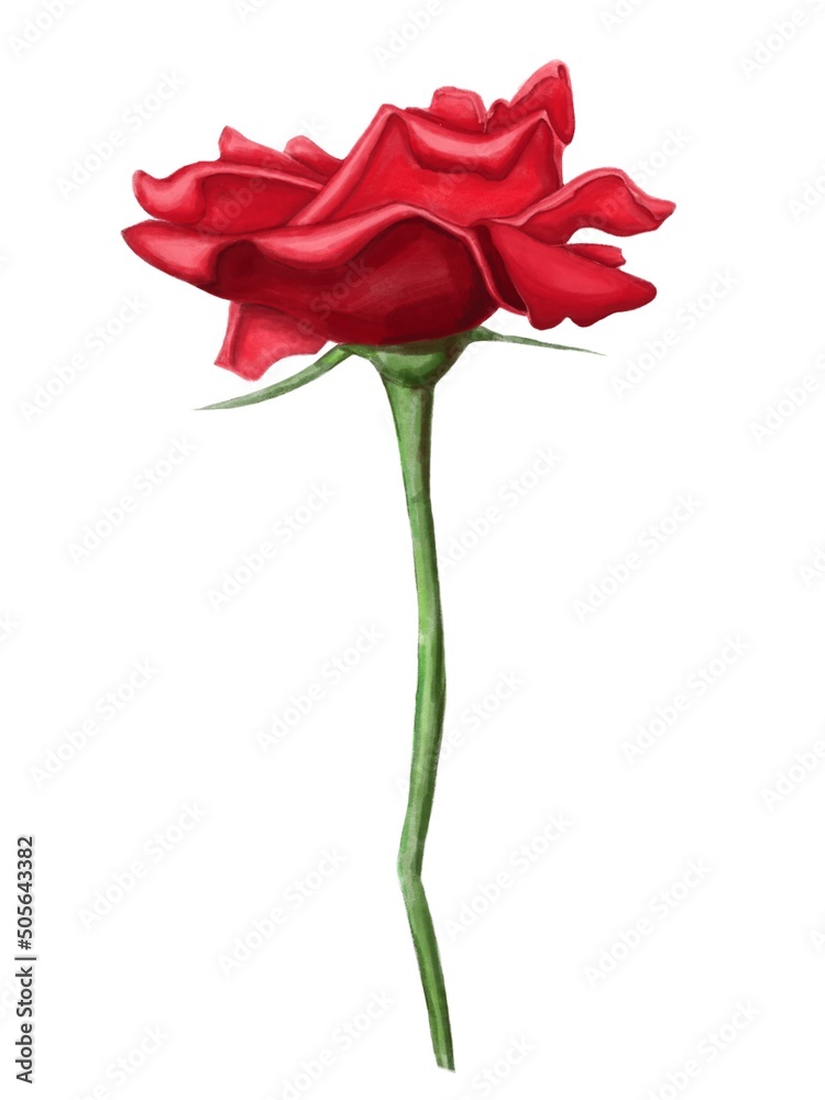 Beautiful scarlet rose with thorns and stem.
Illustration, beautiful picture, Valentine’s Day. Beautiful scarlet rose with thorns and stem.
Illustration, beautiful picture, Valentine’s Day.