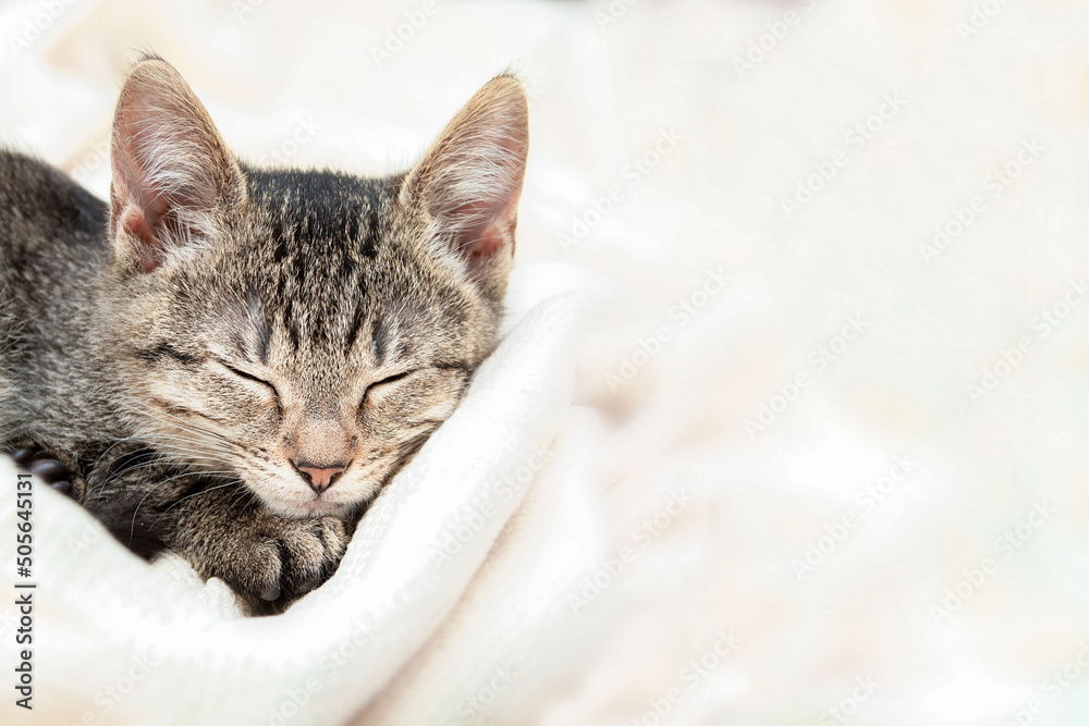 Little gray kitten sweetly sleeps on bed Little gray kitten sweetly sleeps on bed