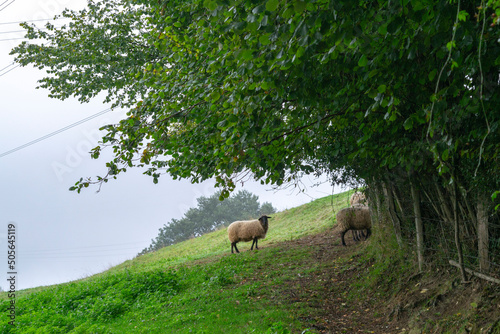 sheep grazing in the meadow