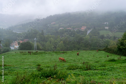 misty morning in the mountains