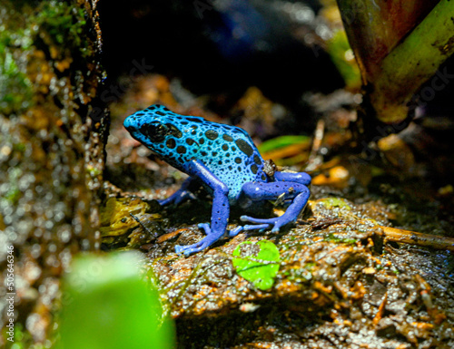Blue-Poison-Dart-Frog (Dendrobates-azureus) resides in Northeastern-South-America photo
