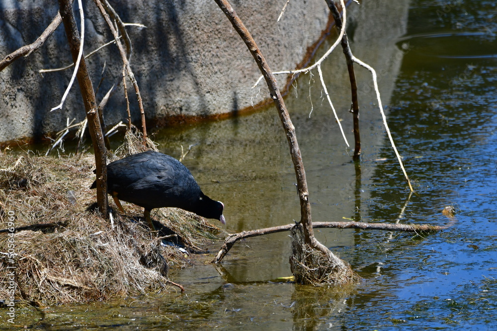 Papier peint FOCHA COMÚN