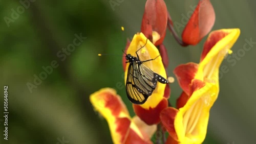 Methona confusa, Giant glasswing, butterfly sitting on the green leave in the nature habitat, Ecuador 
Transparent glass butterfly with yellow flower, nature wildlife, South America. photo