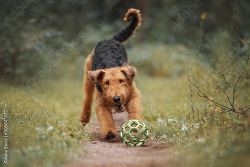 Airedale terrier dog playing with a toy