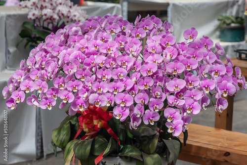 Colored Phalaenopsis and green leaves，Phalaenopsis aphrodite Rchb. F.
 photo