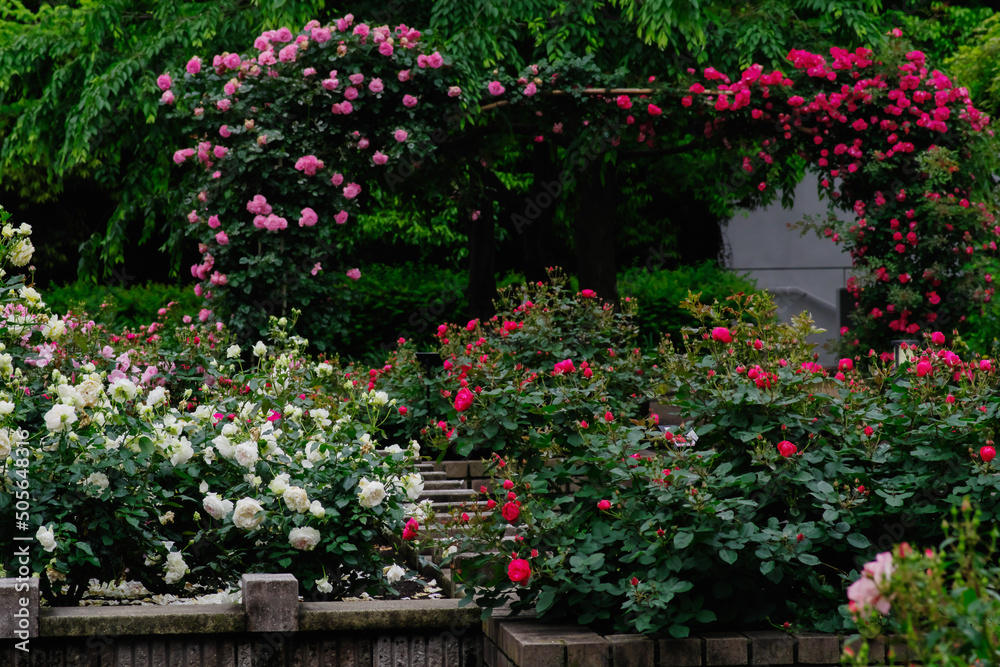 東京の赤坂6丁目の薔薇の花園