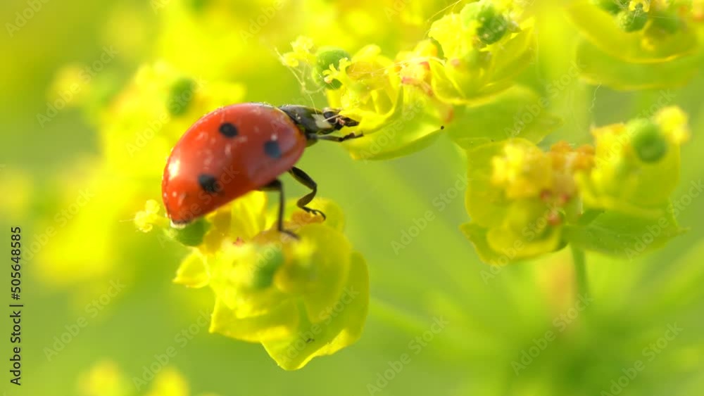 Ladybird in the yellow flover, spring wildlife in nature. Coccinella septempunctata, seven-spot lady bird, red black insect in the green vegetation, Bile Karpaty in Czech Republic. Ladybug nature.