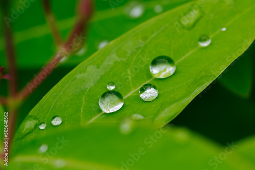 ビヨウヤナギの葉についた水滴と水玉