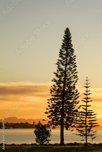 Tall trees beside harbour and sunset sky