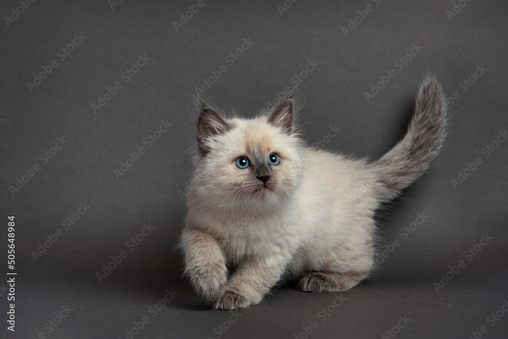 Cute fluffy kitten against gray background. Space for text - obrazy, fototapety, plakaty 