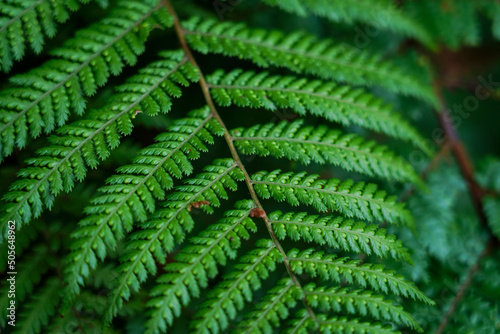 Close up on fern branch