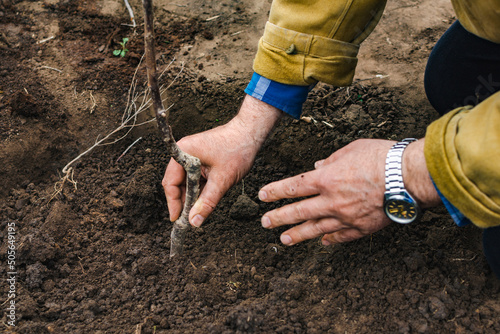 Outdoors in cool weather, close-up of the hands of a man who plants an apple tree in a hole, sprinkling the seedling with earth and leveling the bed, copy space. photo