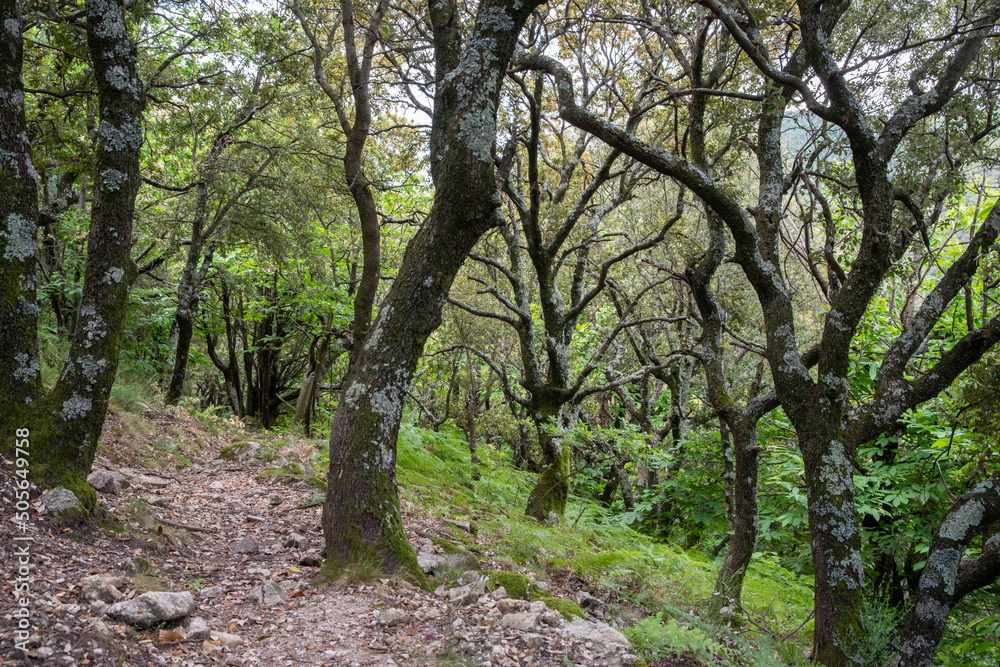 Bright holm oak forest in the southern French Cevennes Bright holm oak forest in the southern French Cevennes