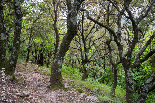 Bright holm oak forest in the southern French Cevennes