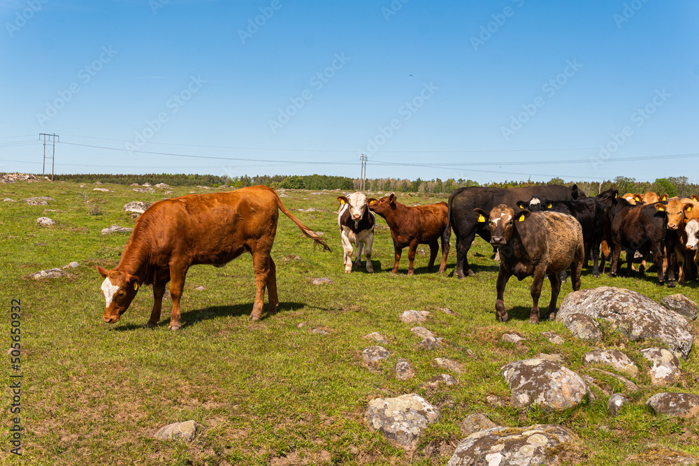 A lot of different, beautiful and funny cows on pasture on a green field, eating grass, looking curiously. A lot of different, beautiful and funny cows on pasture on a green field, eating grass, looking curiously.