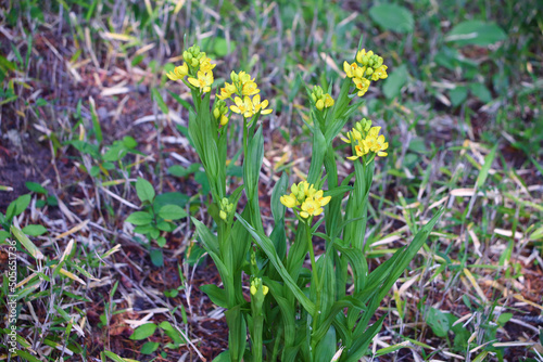 絶滅危惧種　キンラン photo