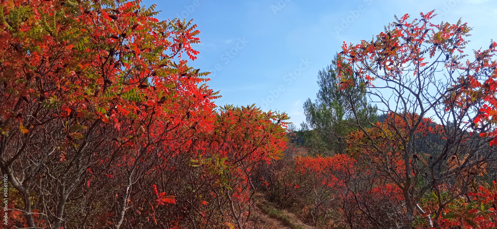 Sumac (Rhus) in autumn, also called Sumac (Rhus) in autumn, also called