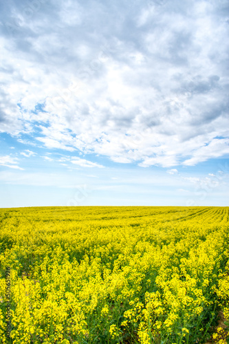 Colorful spring landscape. Yellow field of flowering rape with a cloudy blue sky. Natural landscape in Hungary, Europe © Nikolett