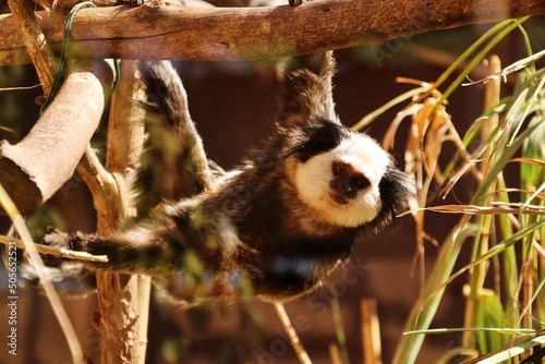 Monkey entertainment