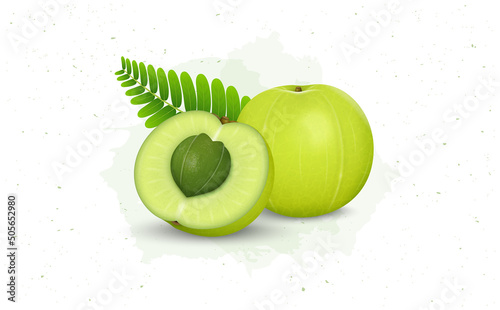 Indian gooseberry ( Amla) Fruit vector illustration with amla seed and green leaves