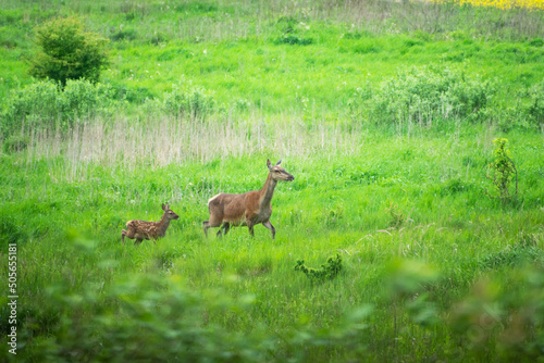 Valokuva A hind and a young red deer running through a meadow