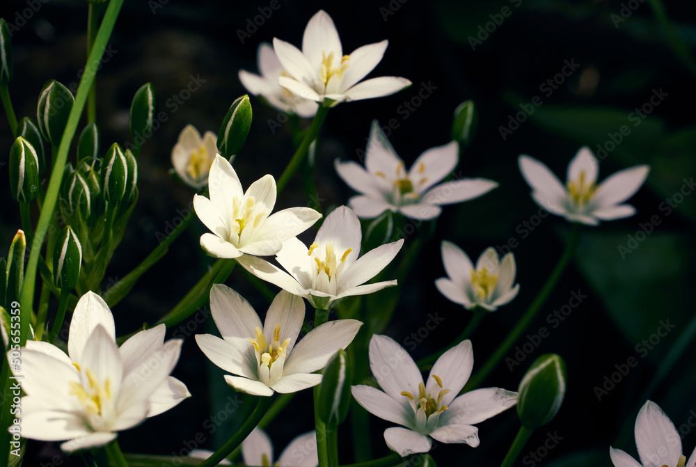 Fototapeta premium Photo of the white Star of Bethlehem flowers with blurred background