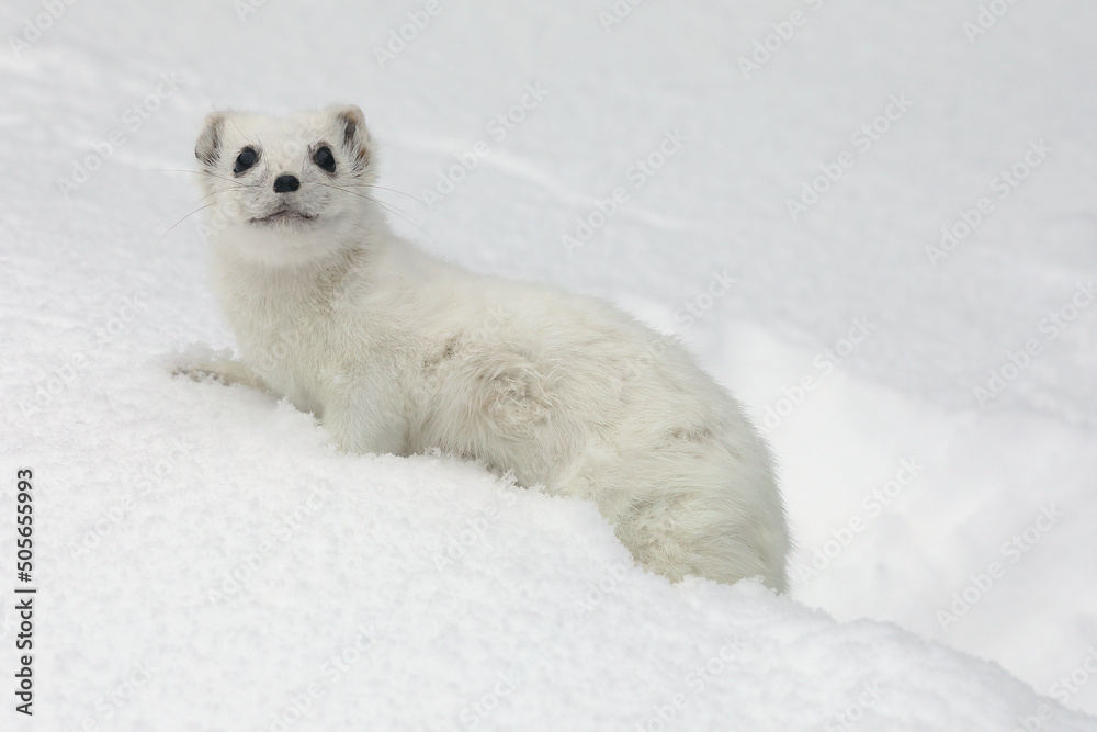 A close-up of a Short-tailed Weasel in its winter fur standing in snow
A close-up of a Short-tailed Weasel in its winter fur standing in snow