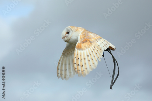 A Barn Owl in flight equipped with leather straps and a tracker 