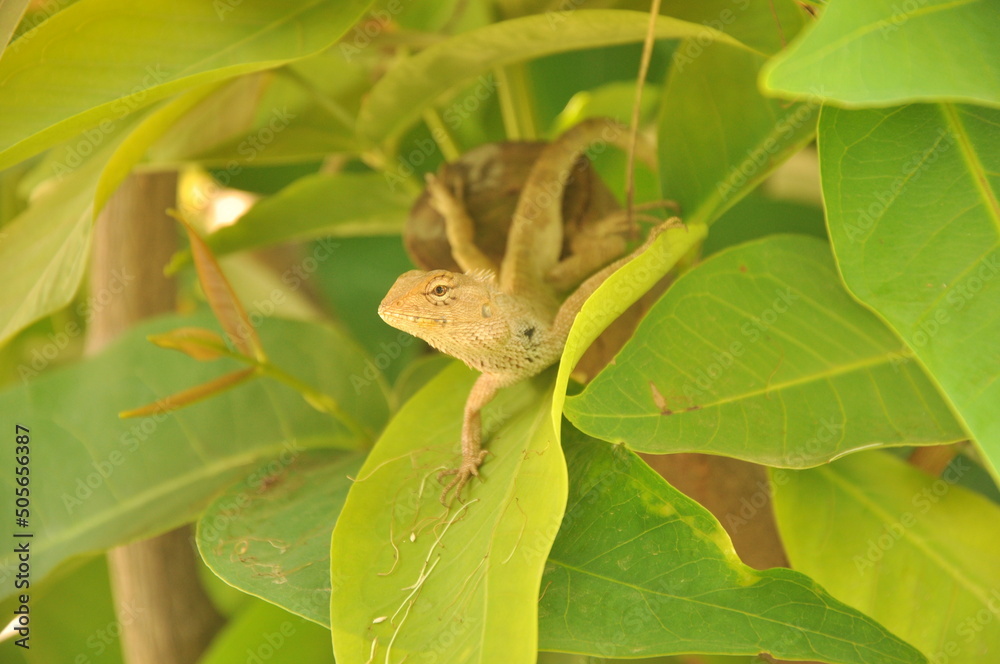 chameleon chameleon