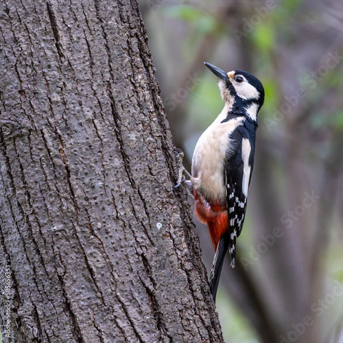 The Great Spotted Woodpecker, Dendrocopos major is sitting on the branch of tree
