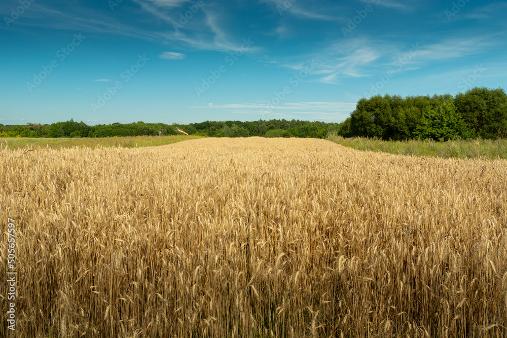 Field of triticale, green forest and blue sky