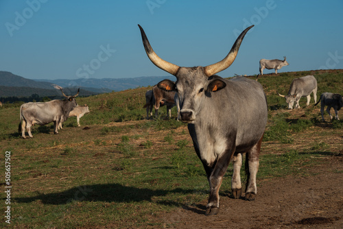 Breeding of Tuscan cows Maremma_Tuscany - recovery of an ancient breed