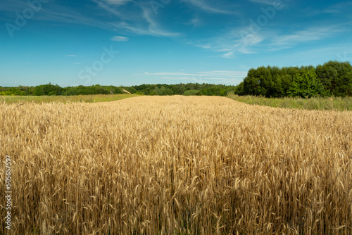 Field of triticale  green forest and blue sky