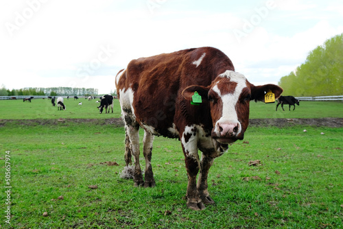 A herd of farm cows graze on a fenced pasture in spring in Russia. Close-up of a young cow with ear tag. Green grass
