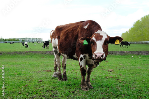 A herd of farm cows graze on a fenced pasture in spring in Russia. Close-up of a young cow with ear tag. Green grass © sorocka