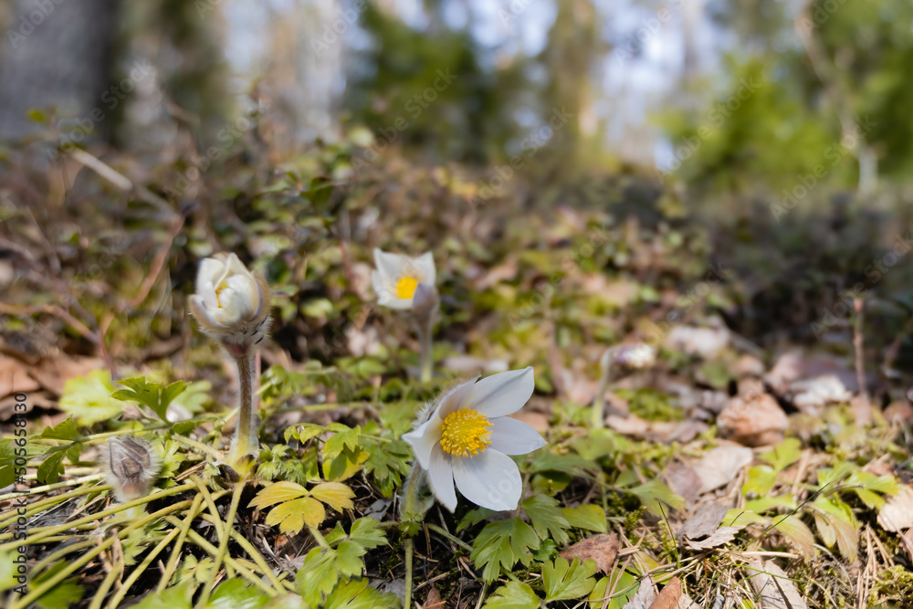 Photos Spring pasqueflower