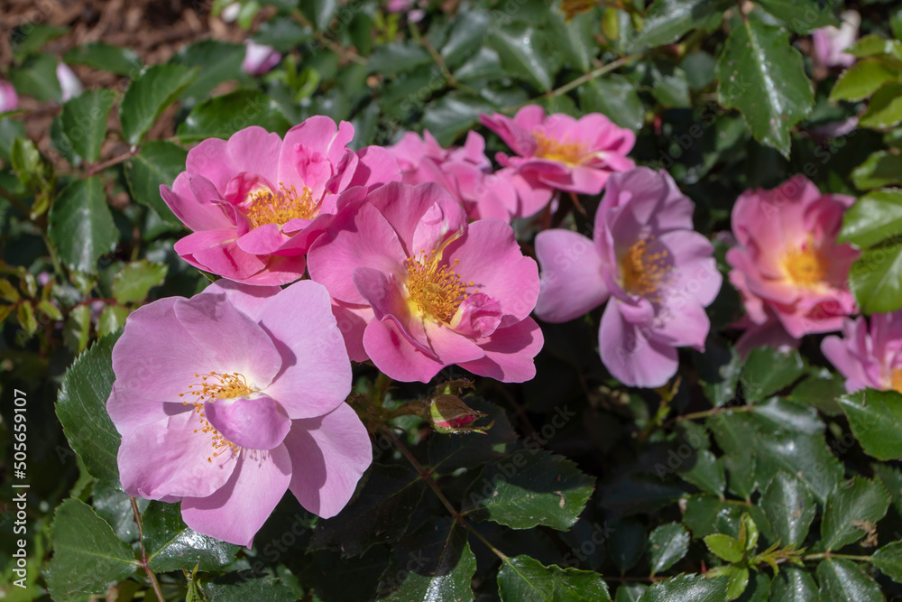 Shrub rose semi-double pink and lavender flowers Shrub rose semi-double pink and lavender flowers