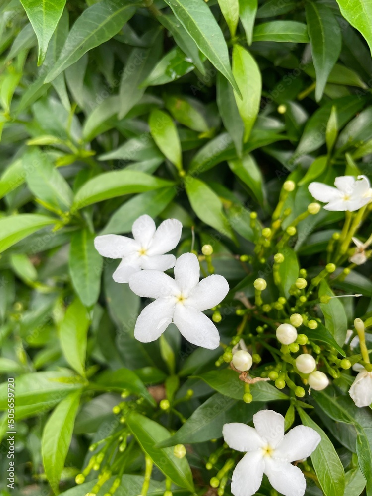 white flowers in the garden white flowers in the garden